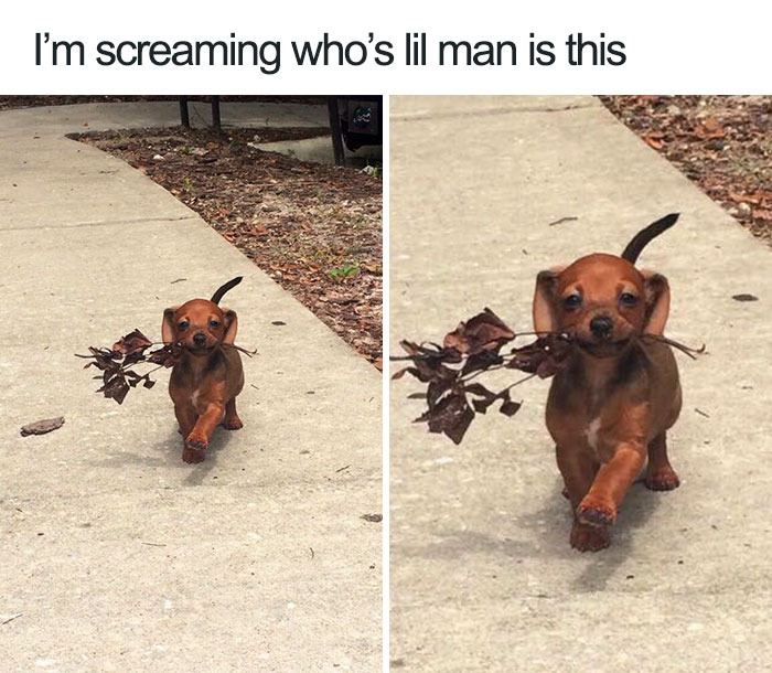 Adorable puppy walking with a branch in its mouth on a sidewalk, showcasing happy animal vibes.