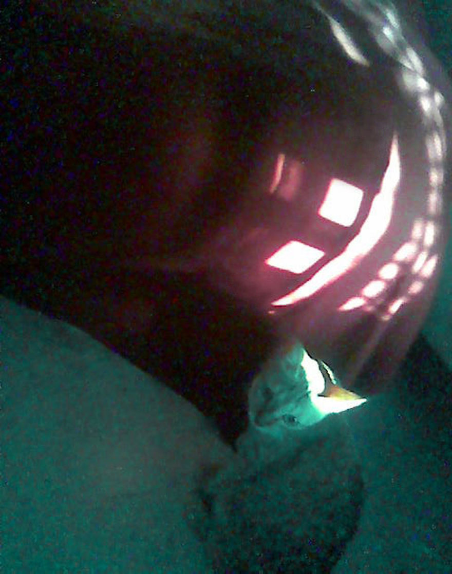 God Texts Me Smiles :) [50+pics Facetime God]