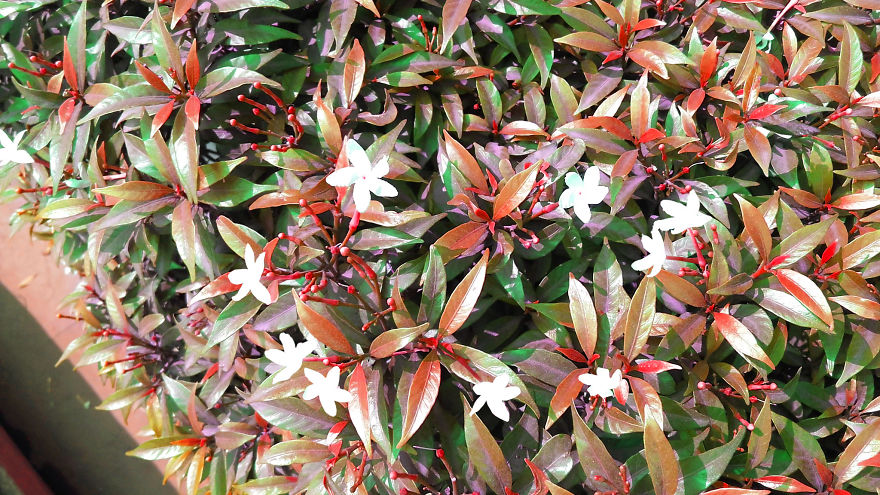 God Texts Me Smiles :) [50+pics Facetime God]