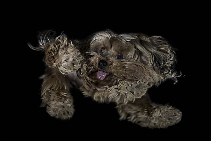 The Underdogs Project! The Underdogs Project!