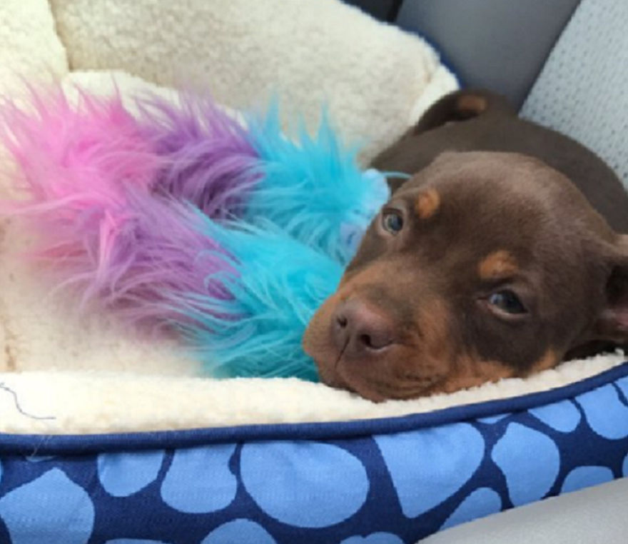 Girl Waiting For A Beautiful Photo, But The Puppy Did Not Cooperate Girl Waiting For A Beautiful Photo, But The Puppy Did Not Cooperate