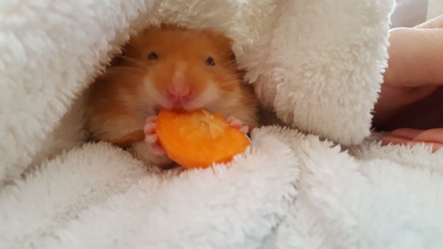 These Are Some Of The Cutest Animals That Exist &hearts;