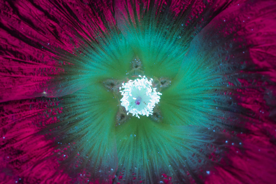 I Make Flowers Glow To Photograph Their Invisible Light