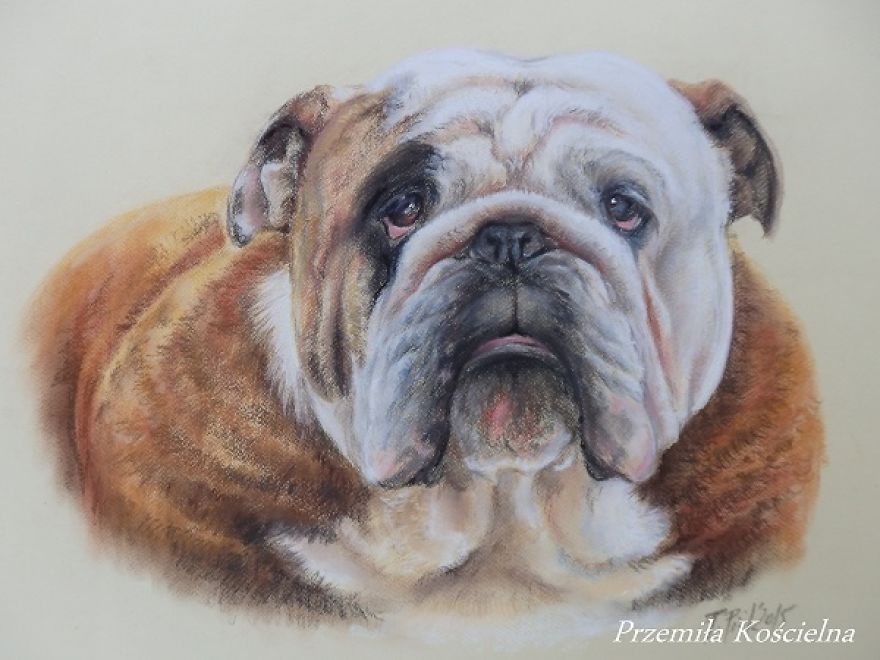 I Draw Portraits Of Dogs