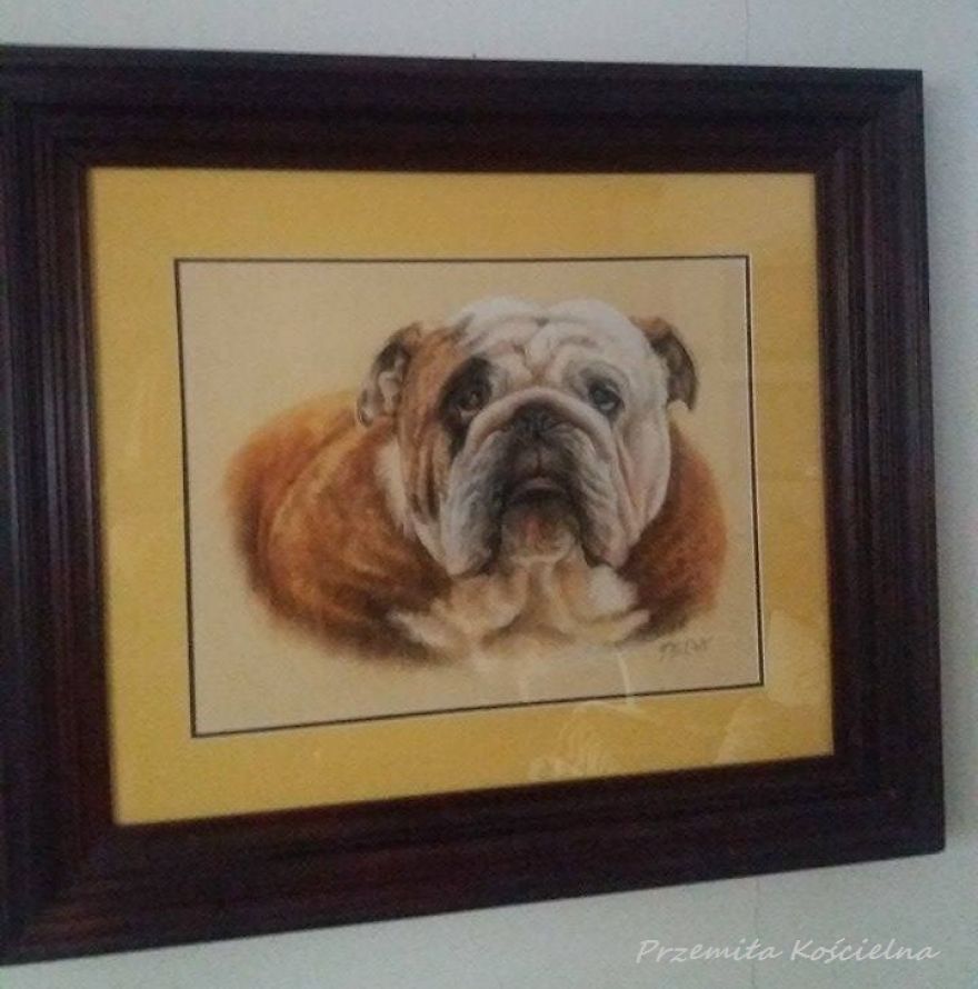 I Draw Portraits Of Dogs I Draw Portraits Of Dogs