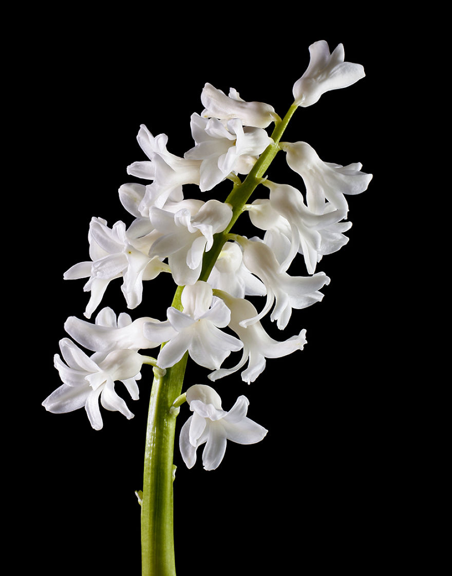 My Backyard Botany Project