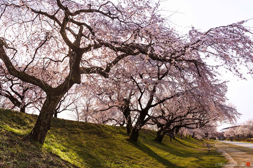 I Captured Sakura Bloom In Japan