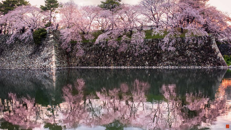 I Captured Sakura Bloom In Japan