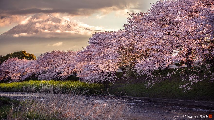 I Captured Sakura Bloom In Japan