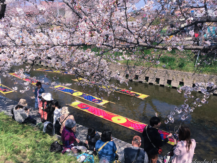 I Captured Sakura Bloom In Japan