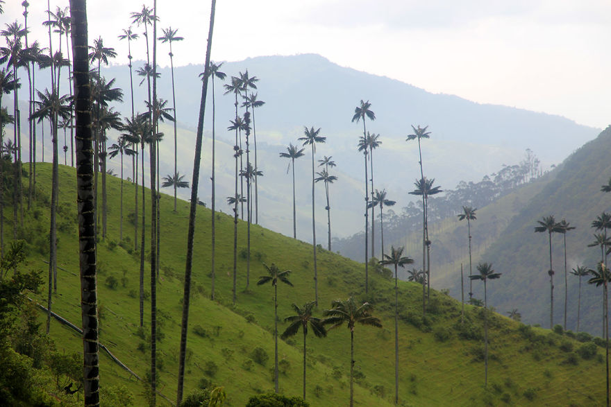 I Went To Colombia And Found These Insanely Tall Palm Trees