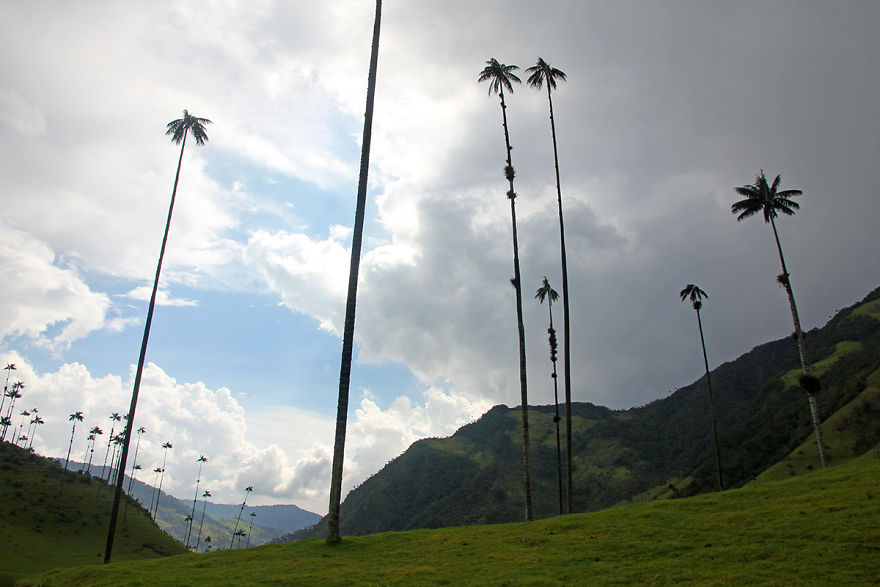 I Went To Colombia And Found These Insanely Tall Palm Trees