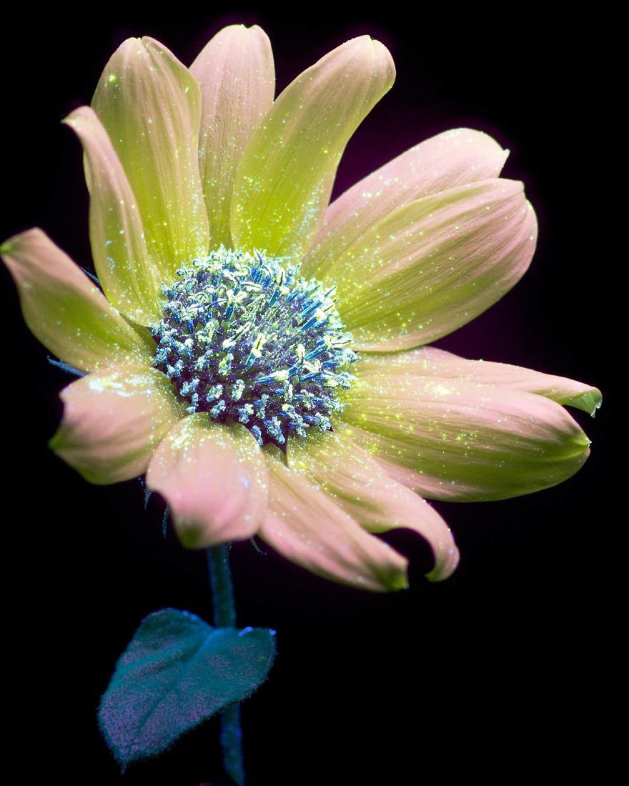 I Make Flowers Glow To Photograph Their Invisible Light