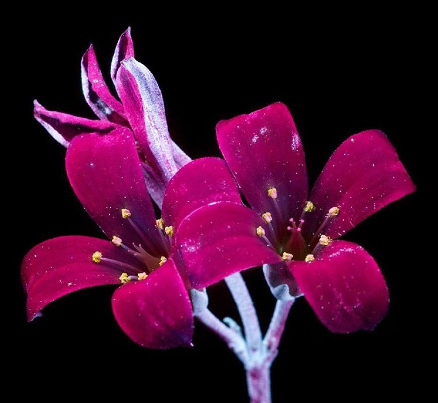 I Make Flowers Glow To Photograph Their Invisible Light