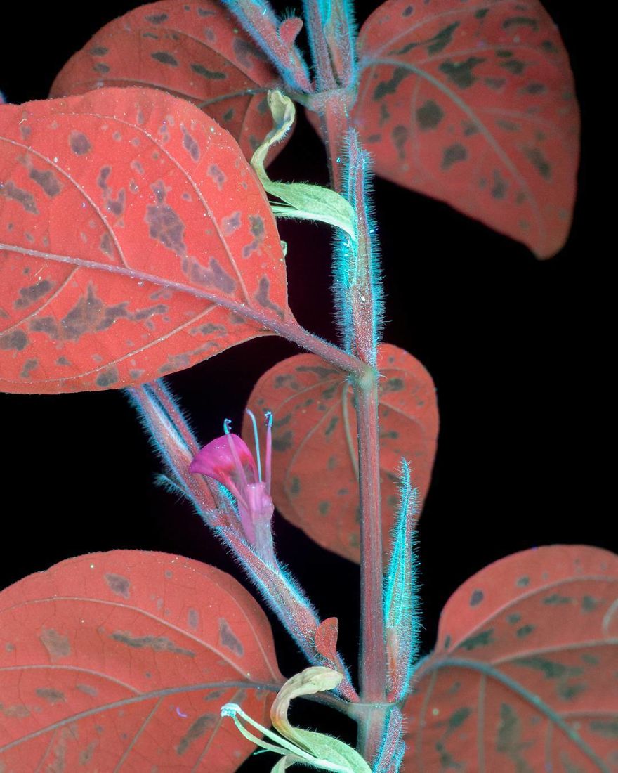 I Make Flowers Glow To Photograph Their Invisible Light