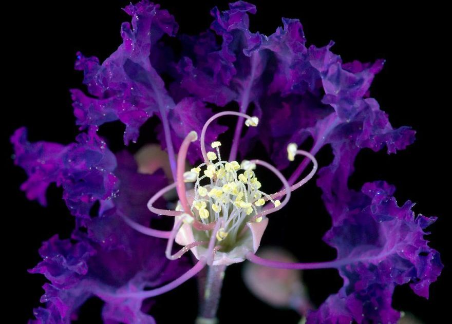 I Make Flowers Glow To Photograph Their Invisible Light