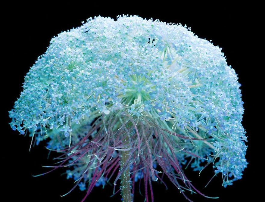 I Make Flowers Glow To Photograph Their Invisible Light