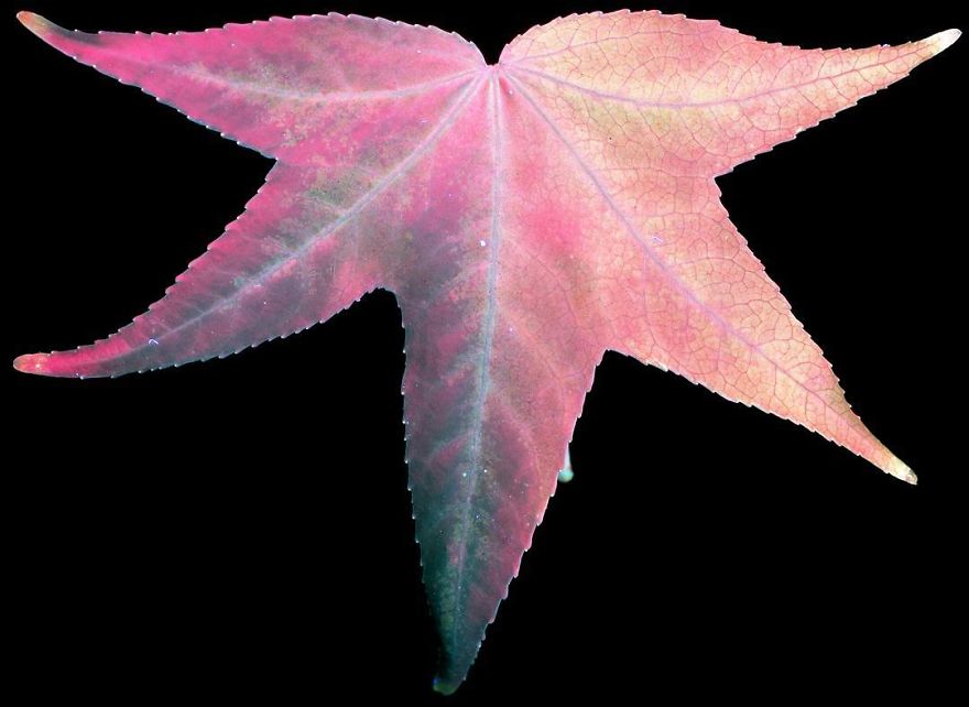 I Make Flowers Glow To Photograph Their Invisible Light