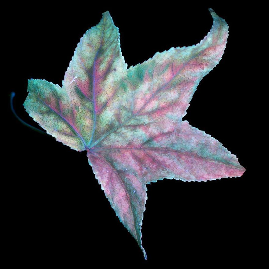 I Make Flowers Glow To Photograph Their Invisible Light