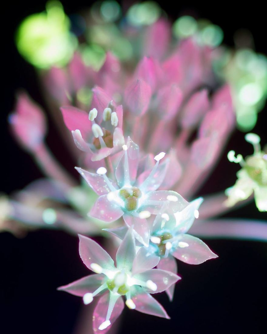 I Make Flowers Glow To Photograph Their Invisible Light