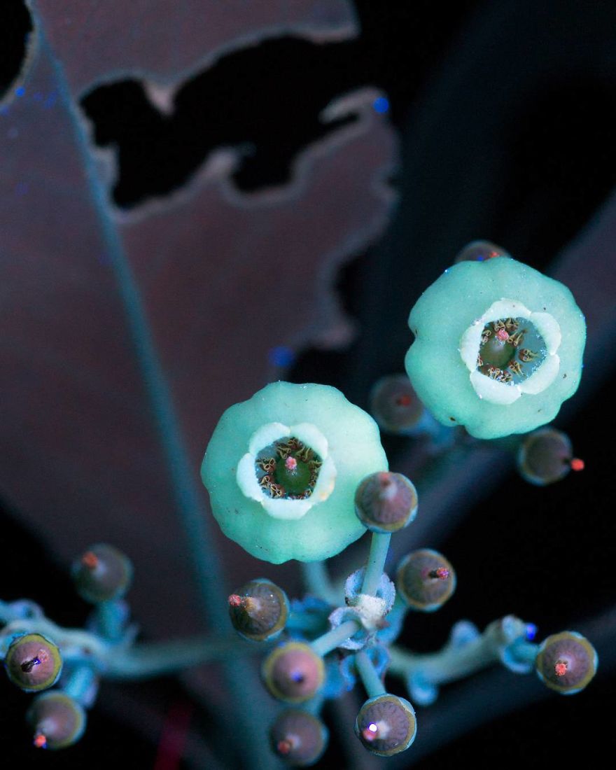I Make Flowers Glow To Photograph Their Invisible Light