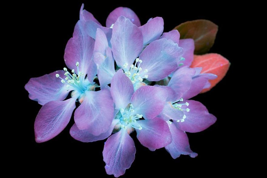 I Make Flowers Glow To Photograph Their Invisible Light