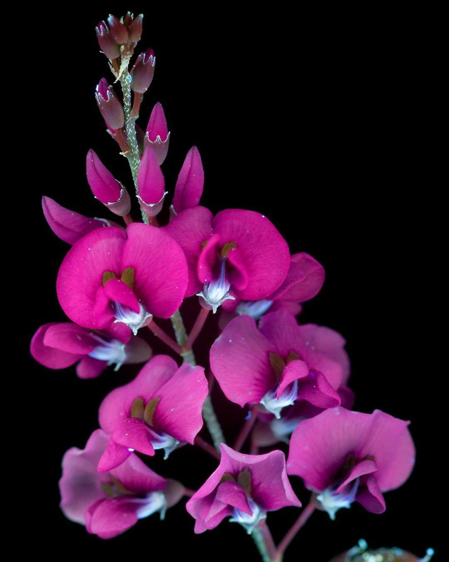 I Make Flowers Glow To Photograph Their Invisible Light
