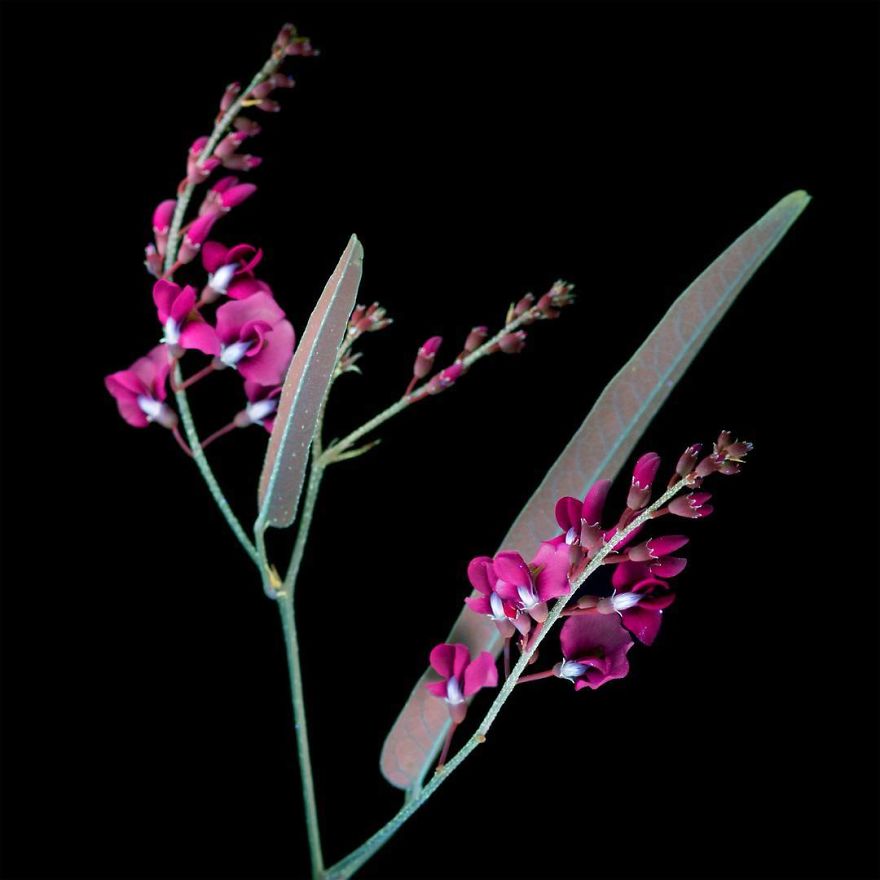 I Make Flowers Glow To Photograph Their Invisible Light