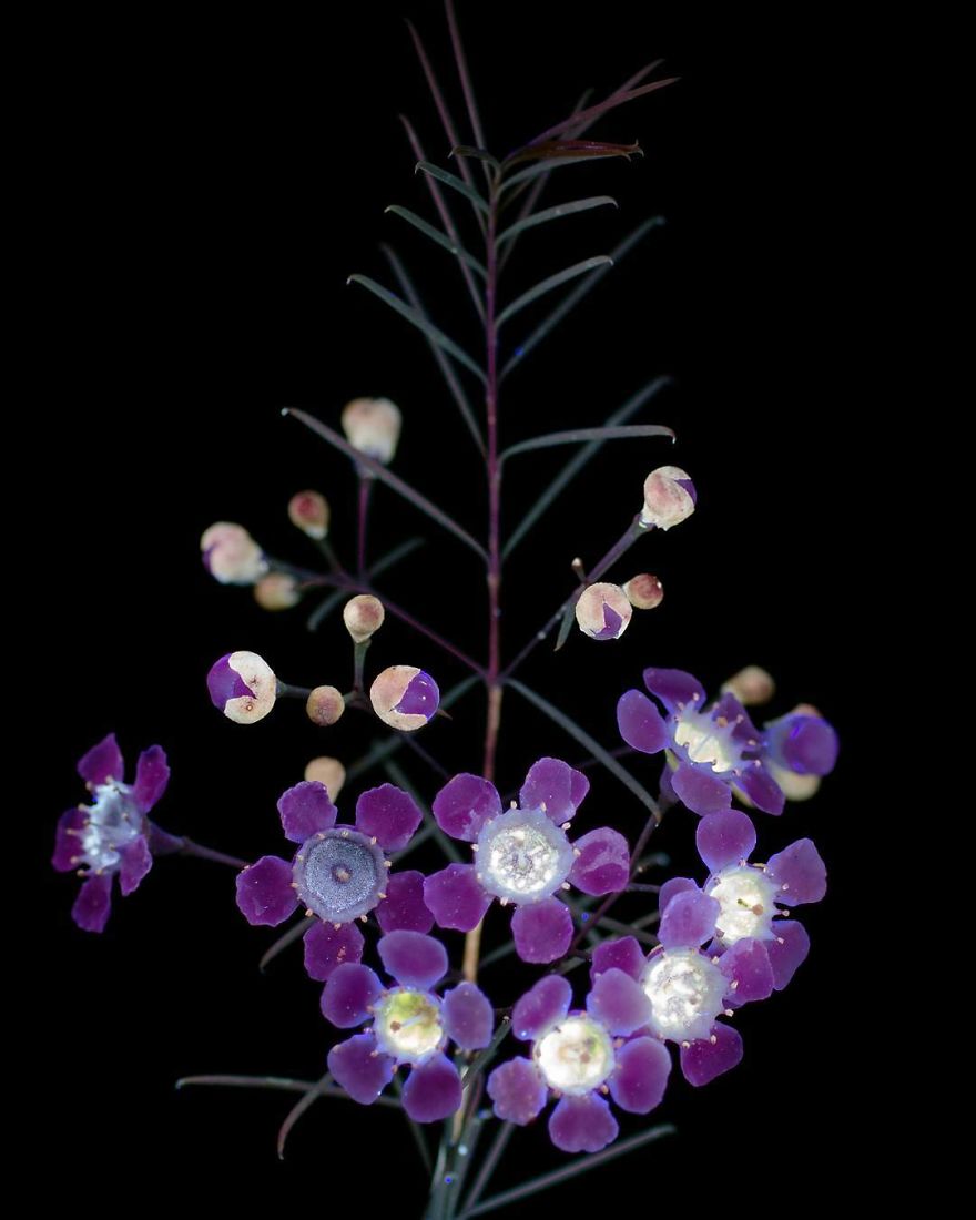 I Make Flowers Glow To Photograph Their Invisible Light