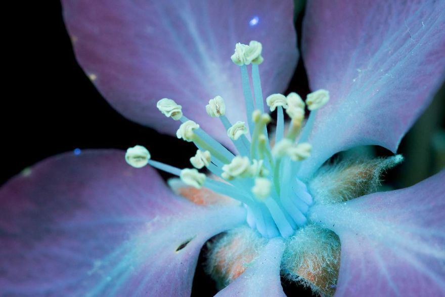 I Make Flowers Glow To Photograph Their Invisible Light