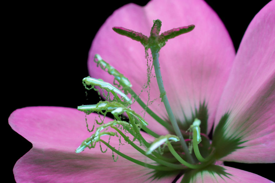 I Make Flowers Glow To Photograph Their Invisible Light