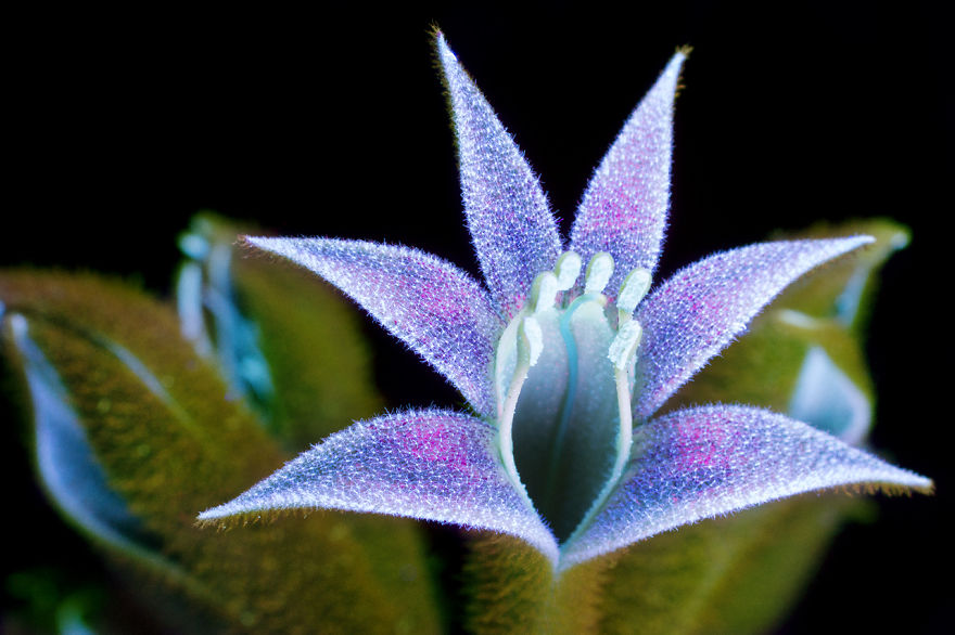 I Make Flowers Glow To Photograph Their Invisible Light