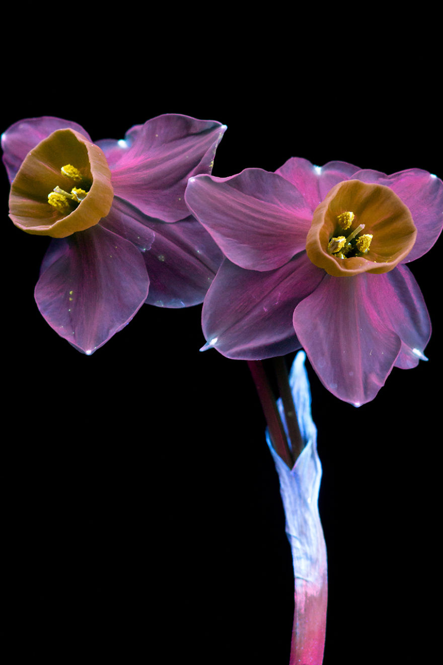 I Make Flowers Glow To Photograph Their Invisible Light