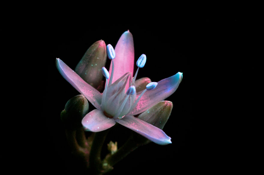 I Make Flowers Glow To Photograph Their Invisible Light