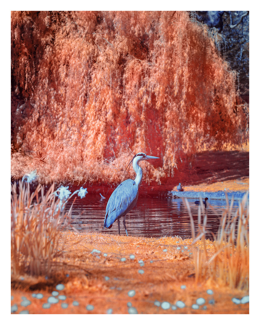 I Captured The Arrival Of Spring On London In Ultracolour