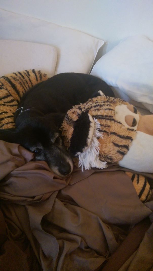 I Wish I Could Be This Comfortable