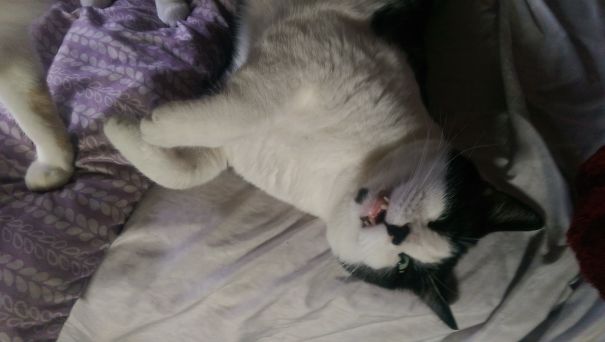 Dramatic Wake Up After They Were Caught Under The Blanket