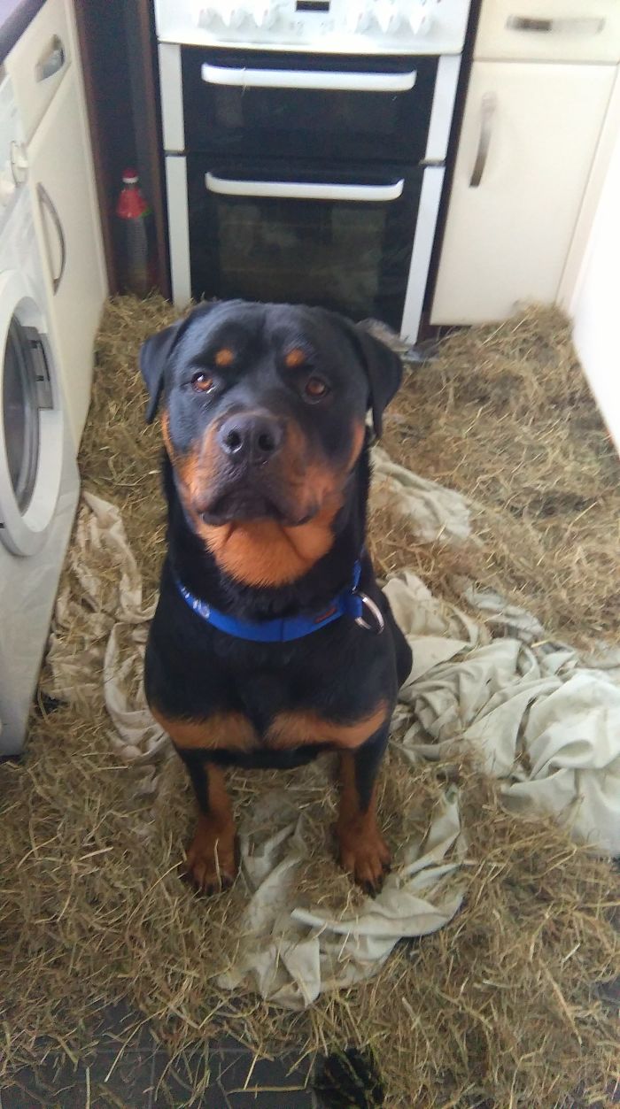 My Bru Wanted To Be Like Our Rabbits