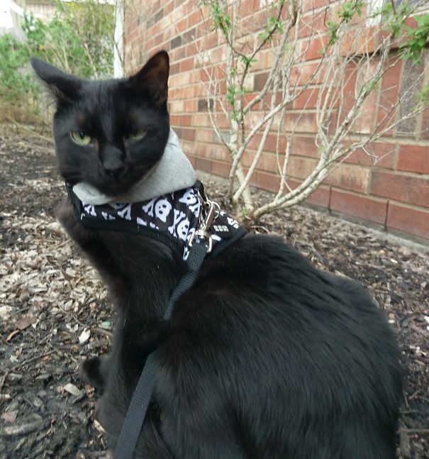 Karlton Likes To Go Outside, So I Got Him A Harness. Yeah. Apparently He's Rather Be Eaten By A Coyote.