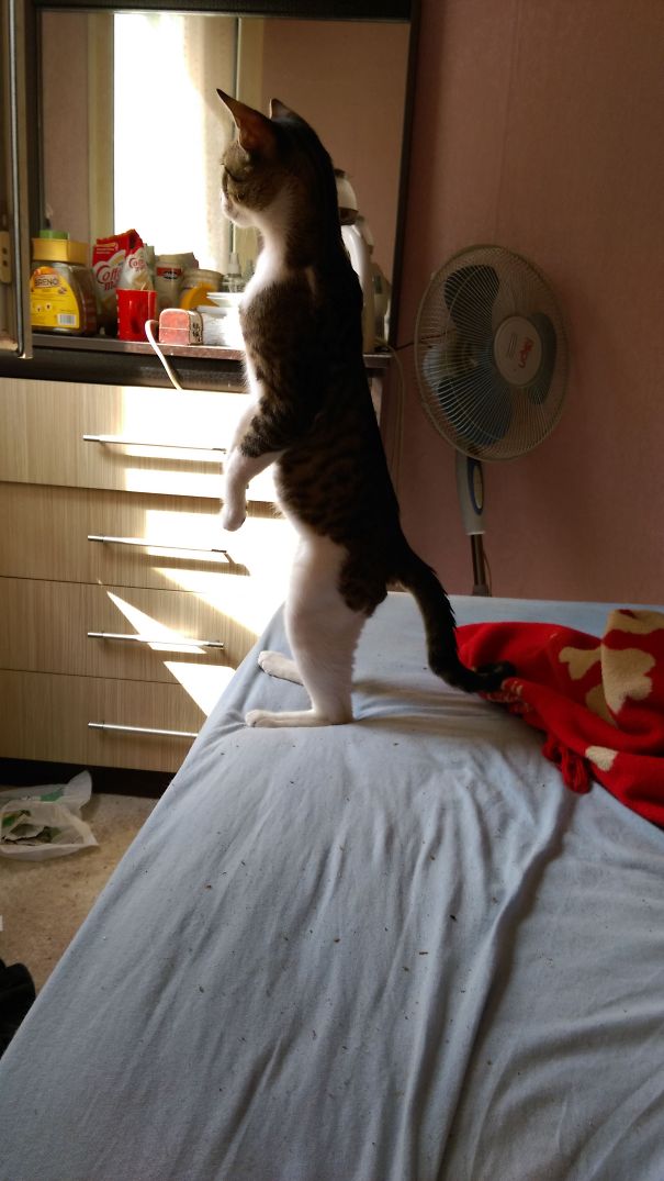 He Heard Sonething From Outside..