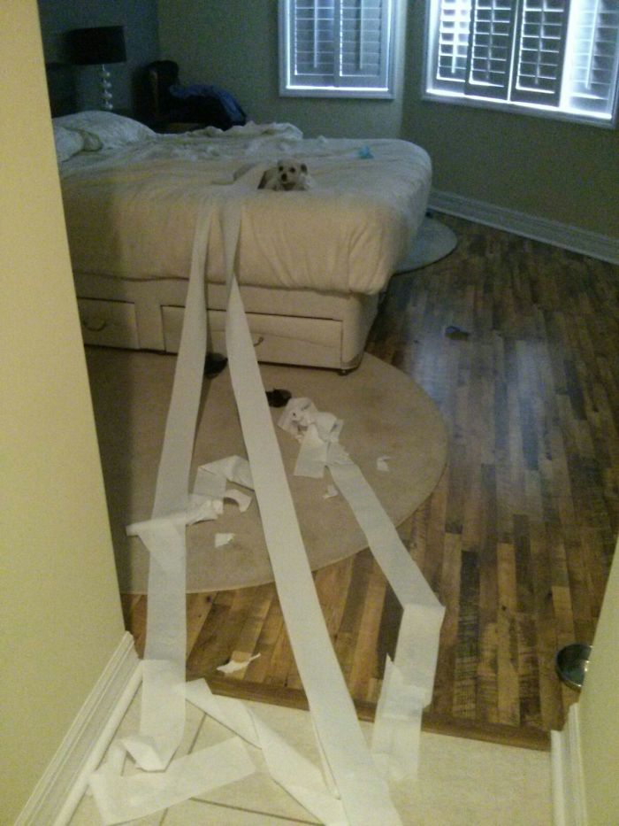 Our Entirely Unapologetic Rescue Chihuahua.