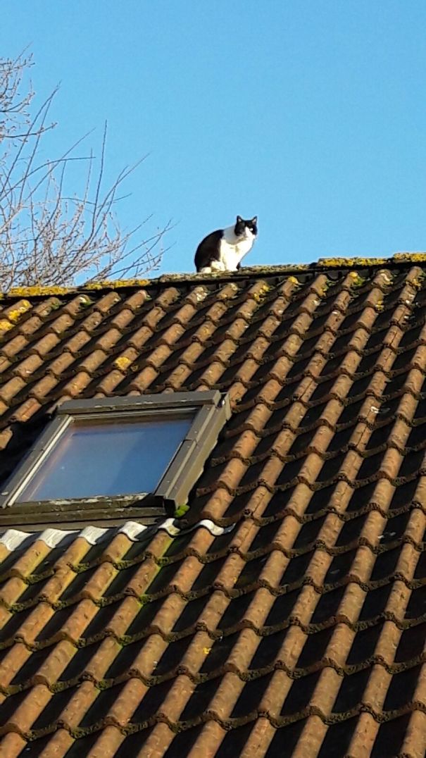 I'm Not Coming Down She Saids 😂