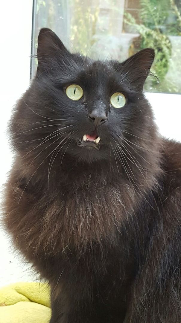 My Cats Face When The New Kitten Arrived