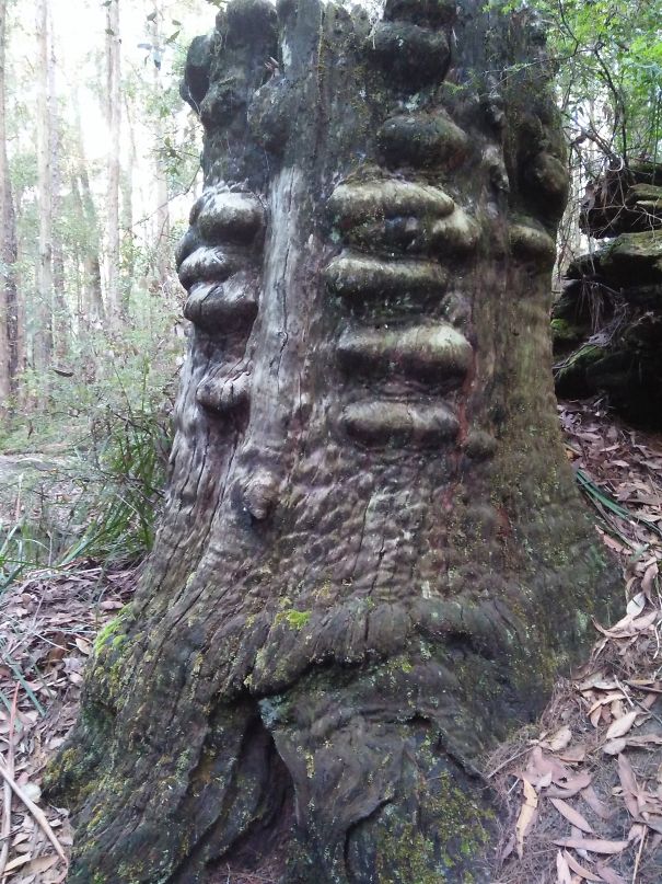 Davey Jones From Pirates Of The Caribbean