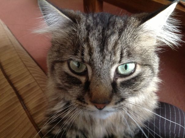 ...get Off The Golden Box And Feed Me...