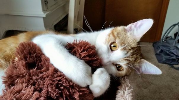 This Is My Cat, Max Making Love To His Teddy Bear