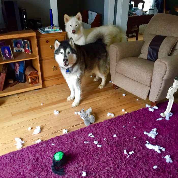 Came Home To This Situation