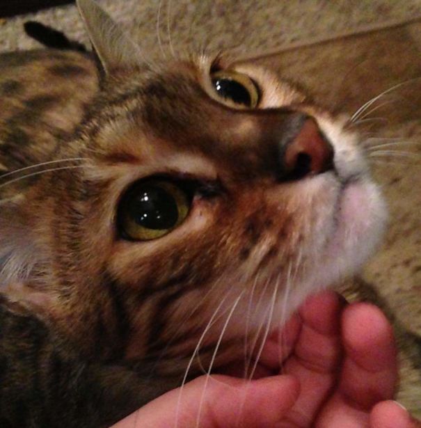 When Ur Cat Is Enlightened