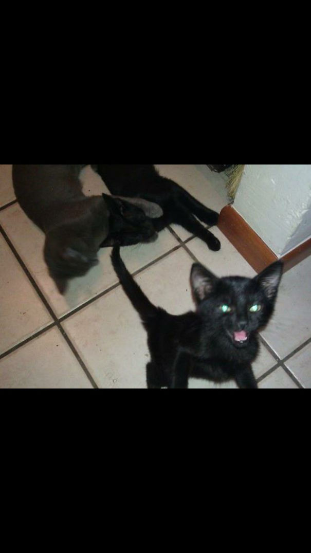 Mom!, The Boys Won't Stop Fighting.