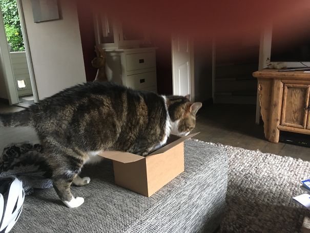 I Do Fit In That Box...